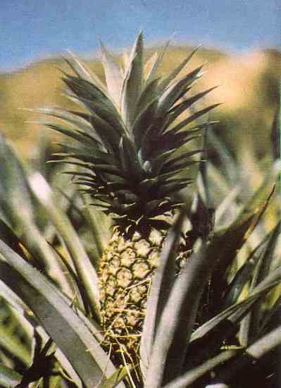Guam-grown pine apples are the best in the Pacific.